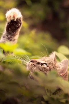 Cat playing in grass Stock Photos