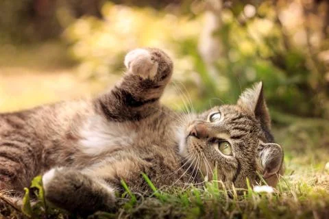 Cat playing in grass Stock Photos