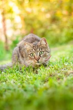 Cat playing in grass Stock Photos