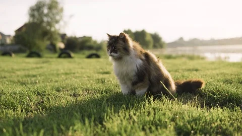 A cat playing in the grass. A wild cat is wandering in the green grass. Stock Footage 108846705