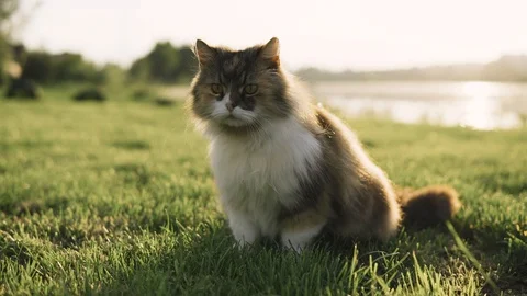 A cat playing in the grass. A wild cat is wandering in the green grass Stock-Footage 108846801