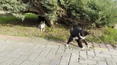 A cat is playing with a grasshopper outside Stock Footage 262779885