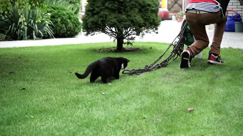 Cat playing green grass in the yard Stock Footage 151157390