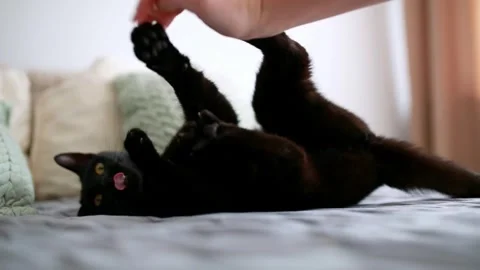 Cat Playing with Hand. Caressing baby cat while he bites fingers. Stock Footage 302988568