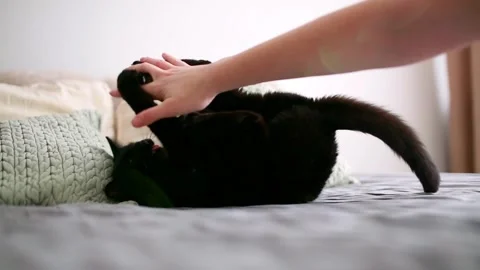 Cat Playing with Hand. Caressing baby cat while he bites fingers. Stock Footage 302988569