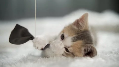 Cat playing have fun in the room Video stock 159199823