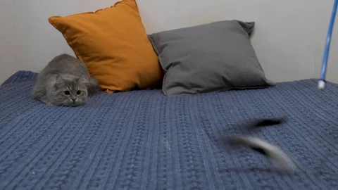 Cat playing with his toy on the bed of blue Vidéo 120443354