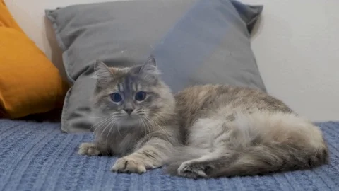 Cat playing with his toy on the bed of blue Vidéo 120446748