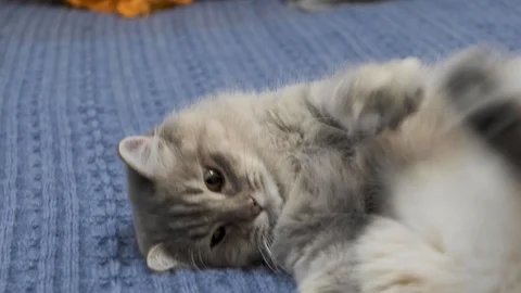 Cat playing with his toy on the bed of blue Vidéo 120446854