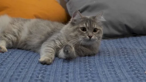 Cat playing with his toy on the bed of blue Vidéo 120447034