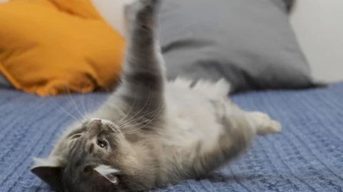 Cat playing with his toy on the bed of blue Vidéo 120447682