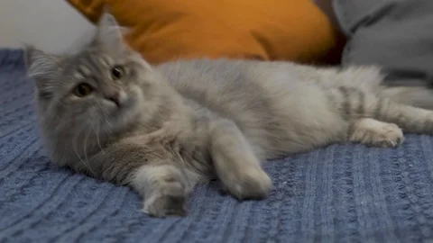 Cat playing with his toy on the bed of blue Vidéo 120447970