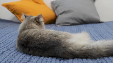 Cat playing with his toy on the bed of blue Vidéo 120448115