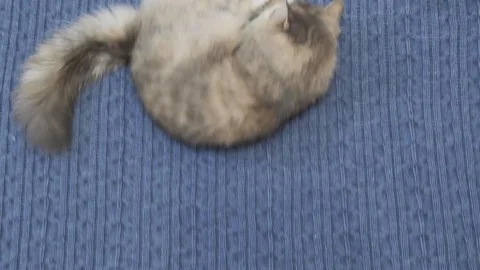 Cat playing with his toy on the bed of blue Vidéo 120448335