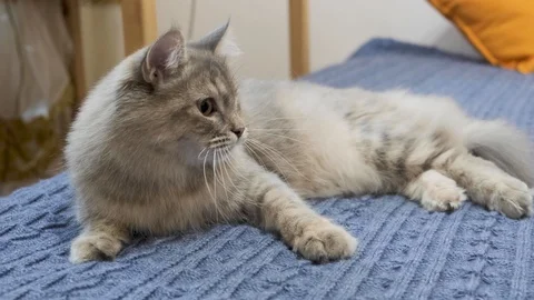 Cat playing with his toy on the bed of blue Vidéo 120448696