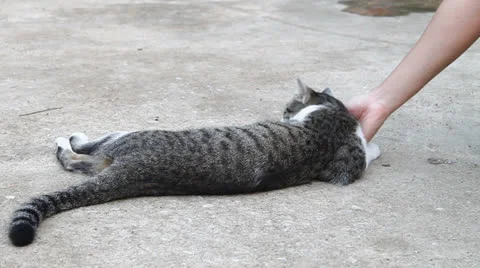 Cat playing with human Stock Footage 24894463