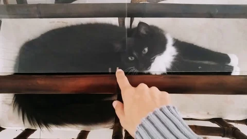 Cat playing with human hand Stock Footage 125632351