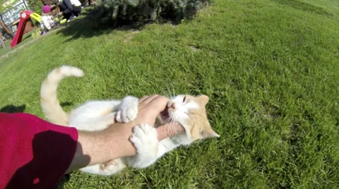 Cat playing with human hand in the grass Stock Footage 38987632