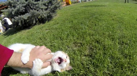 Cat playing with human hand in the grass Stock Footage 38988334
