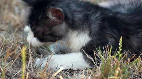 Cat playing with hunted locust Stock Footage 12189036
