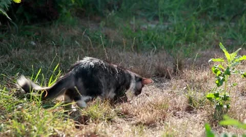 Cat playing with hunted locust Stock Footage 12189083