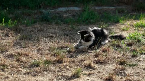 Cat playing with hunted locust Stock Footage 12189183