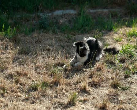 Cat playing with hunted locust Stock Footage 12189218