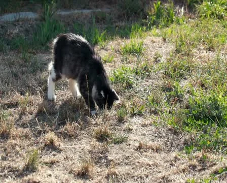Cat playing with hunted locust Stock Footage 12189755