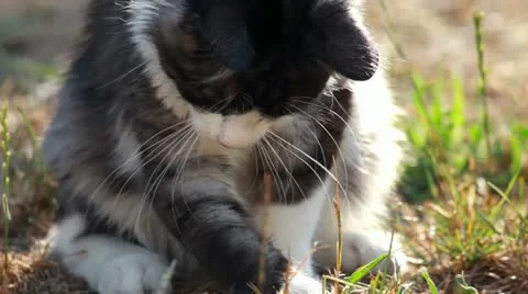 Cat playing with hunted locust Stock Footage 12189865