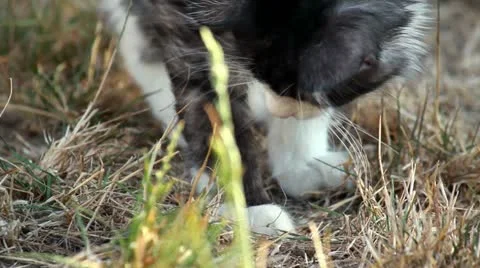 Cat playing with hunted locust Stock Footage 12189957