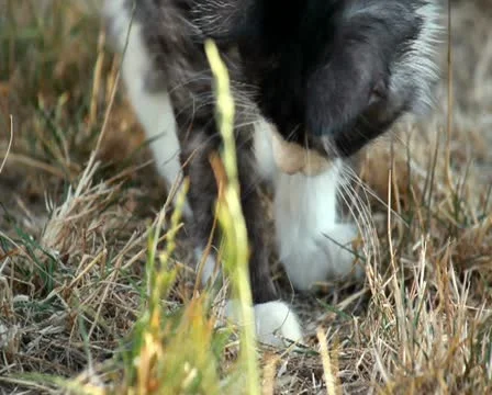 Cat playing with hunted locust Stock Footage 12190005