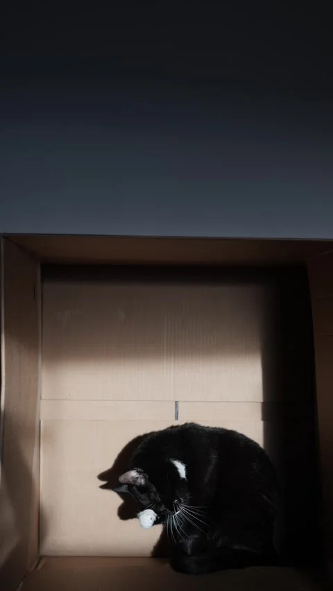 Cat playing inside a cardboard box in a room during daylight Stock Footage 345526543