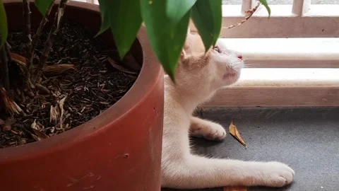 Cat playing with its owner, cat sitting near the pot Stock Footage 329463400