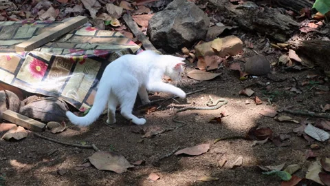 Cat playing with its prey a snake it caught Stock Footage 253896632
