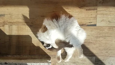 Cat playing with its tail Stock Footage 134940379