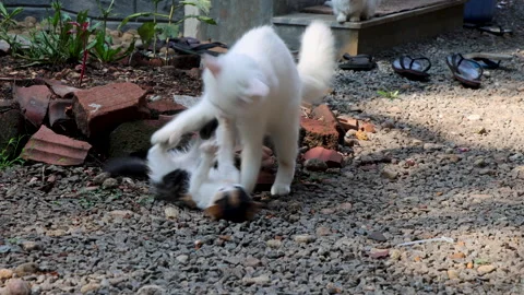 Cat playing with kitten Stock Footage 334645083