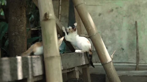 Cat Playing on the Ladder Stock Footage 159868195