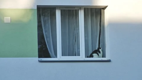Cat Playing with Laser in a Bright Apartment Window - 4K, Sunny Urban Setting Stock Footage 294176093