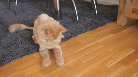 Cat is playing with laser Stock Footage 83315441