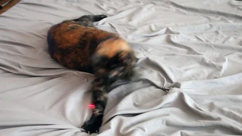 Cat playing with laser Stock Footage 94592583
