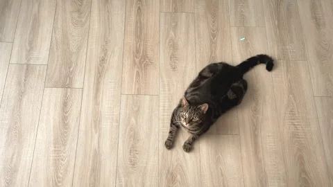 Cat playing with a laser Stock Footage 244255433