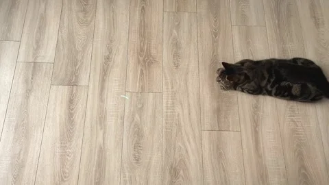 Cat playing with a laser Stock Footage 244255437