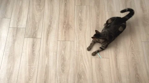 Cat playing with a laser Stock Footage 244255438