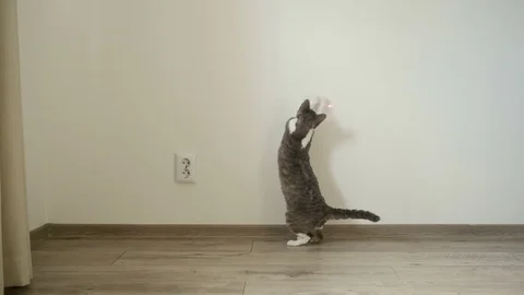 Cat playing with laser pointer 動画素材 73874042