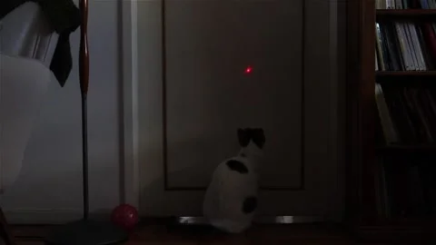 Cat Playing With Laser Pointer Indoors Stock Footage 112594545