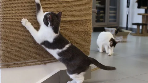 Cat playing with laser pointer red dot. Stock Footage 129841241