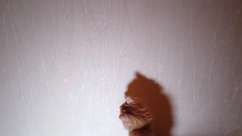 Cat playing with laser pointer red dot Stock Footage 150973492