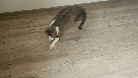 Cat playing with laser pointer on the wooden floor Stock Footage 73875086