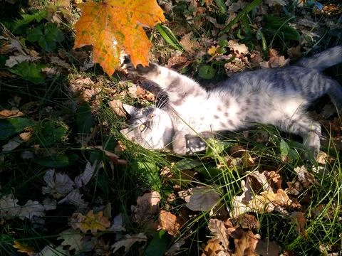 Cat playing with a leaf. Stock Photos