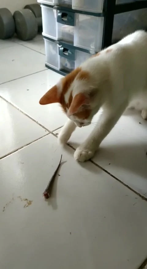 Cat Playing Life a Mice Tail Stock Footage 206337763